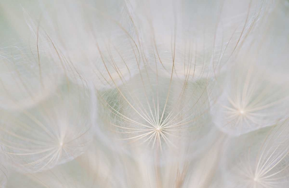 Canada, Quebec, Goats beard seed head art print by Gilles Delisle for $57.95 CAD